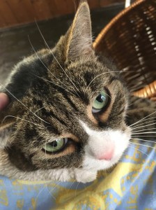 unadjustednonraw_thumb_1205