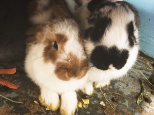 unadjustednonraw_thumb_140d