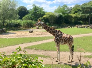 Giraffe at the Leipzig Zoo