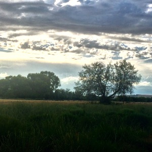 Lone Tree by the Columbia